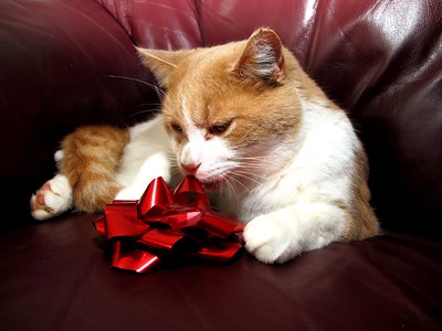 Orange and white cat with red Christmas bow